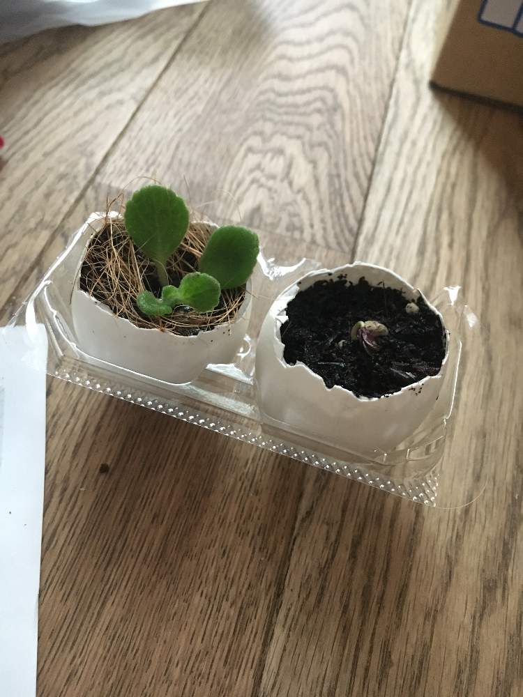 インテリアの画像 by アネモネさん | インテリアと花のある暮らしと観葉植物とお部屋に飾ると緑のお部屋作り