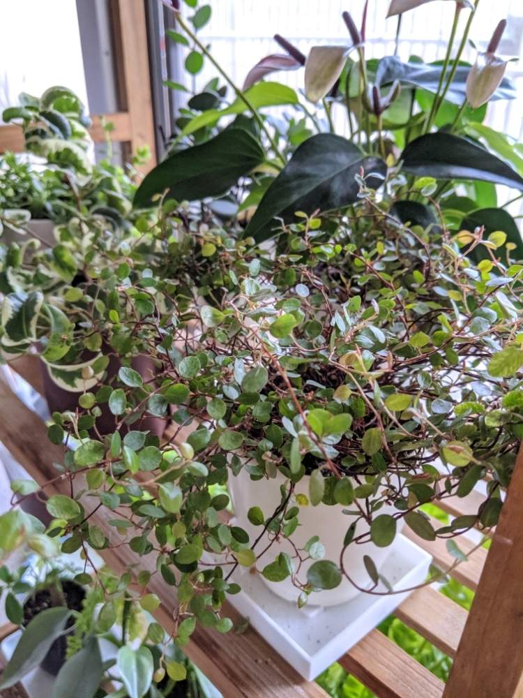 窓辺の画像 by ボビケンさん | 窓辺とワイヤープランツと観葉植物を楽しむと観葉植物と復活!とワサワサと葉っぱとno green no lifeとグリーングリーン♪と元気モリモリと観葉植物のある暮らしとリビング窓辺