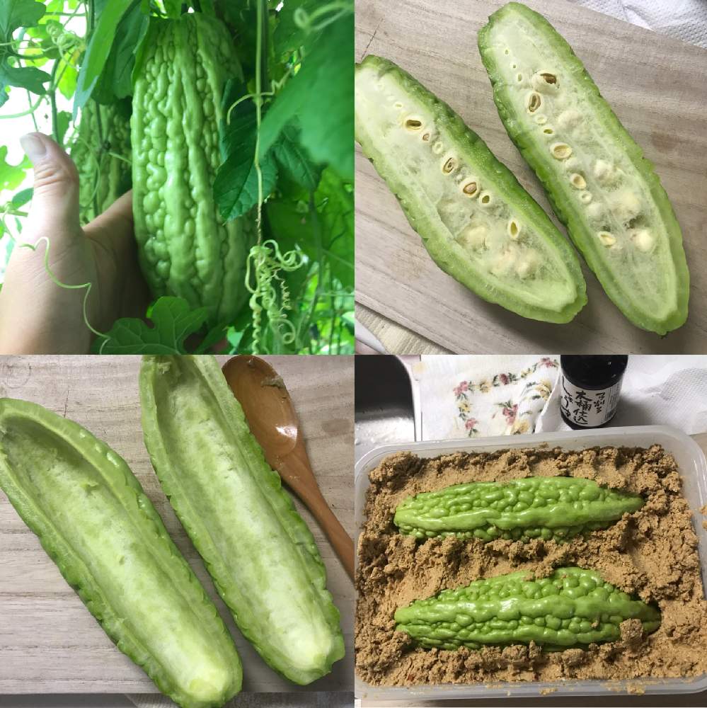 キッチンの画像 by GOOSさん | キッチンとビバホーム よくなるゴーヤと混植家庭菜園と家庭菜園とぬか床初心者と無農薬❤家庭菜園と自家製野菜と家庭菜園奮闘日記と夏野菜