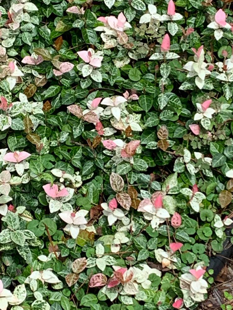お出かけ先の画像 by Flowerさん | お出かけ先とハツユキカズラ☆と公園さんぽと花のある暮らしと葉っぱアートとなんだろう