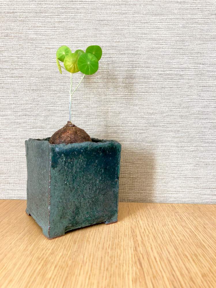 部屋の画像 by ねむいさん | 部屋とステファニア・エレクタと塊根植物と夏型とMONETと蔓系植物