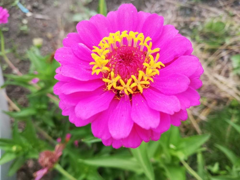 お出かけ先の画像 by エミコさん | お出かけ先と癒やされるとスマホ撮影とピンクの花とピンク❤︎ピンクと美しいと綺麗ときれいな色と花のある暮らしとかわいいとお花と晴れと楽しみ〜とお花好きと花は癒やし♡