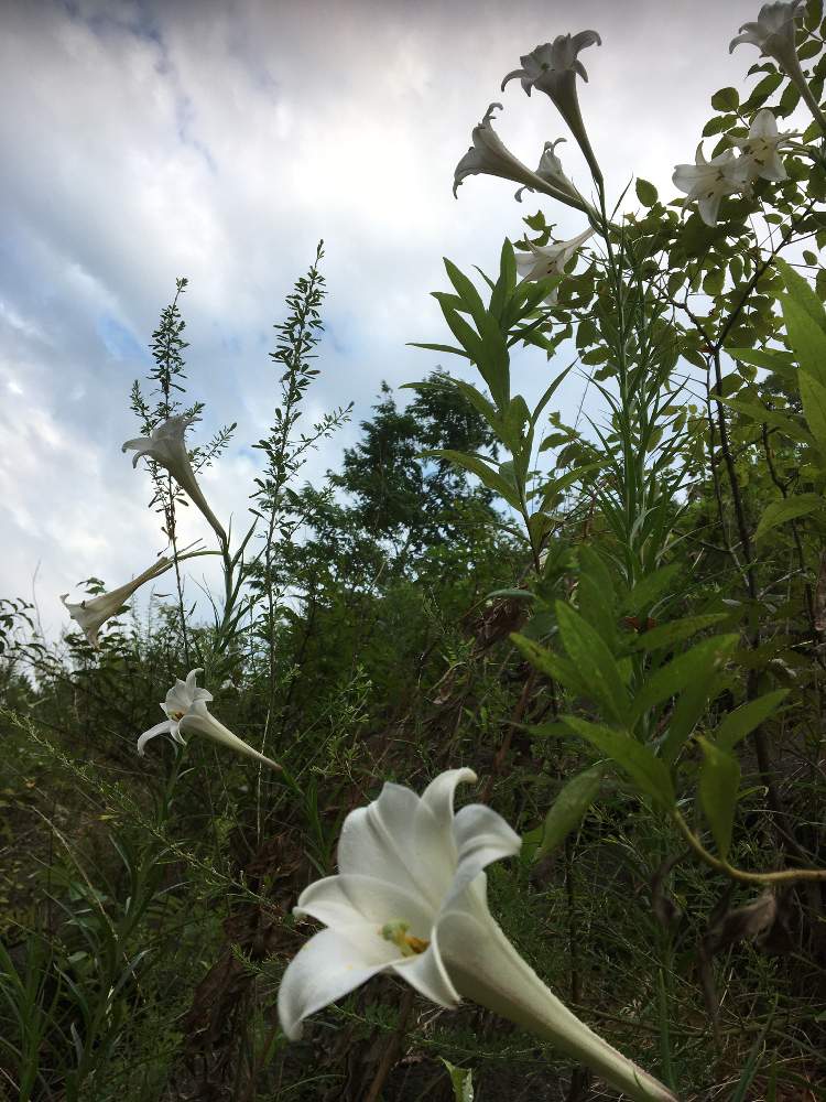 お出かけ先の画像 by おすみさん | お出かけ先とタカサゴユリと白い花とユリの花と花のある暮らし
