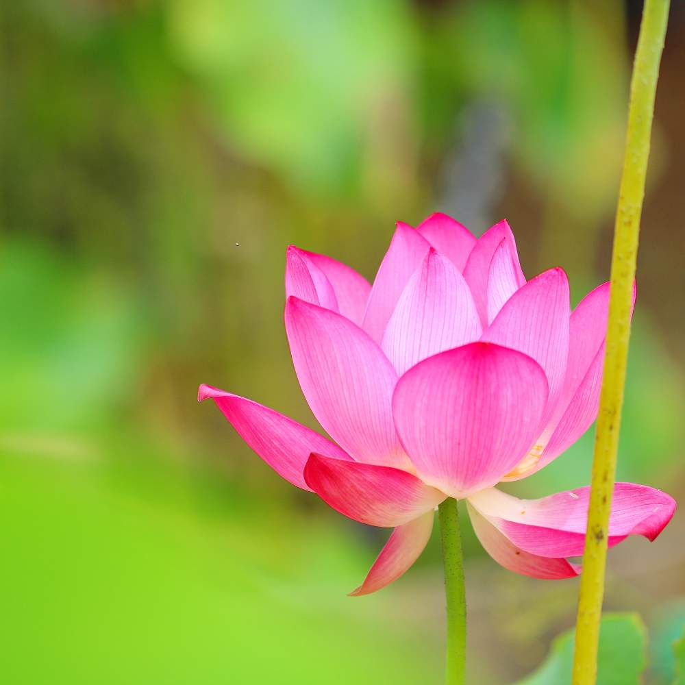 お出かけ先の画像 by おはぎさん | お出かけ先と花のある空間と癒しとおさんぽと花のある生活と 蓮の花と癒され風景と神代植物公園と花のある暮らしとかわいいな♡とやっぱり花が好き♡