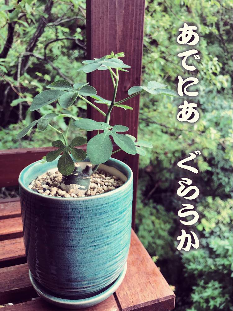 バルコニー/ベランダの画像 by reoさん | バルコニー/ベランダと多肉植物とグリーンライフ♡と植中毒と緑のある暮らしとミドリと珍奇植物とアデニア属とビザールプランツ