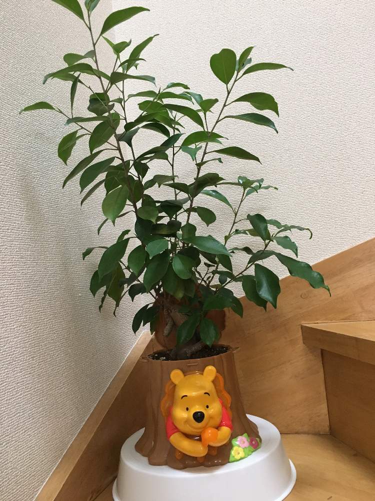階段/廊下の画像 by かさたれろさん | 階段/廊下とガジュマルと ガジュマルとプーさんの壺と観葉植物とはちうえ