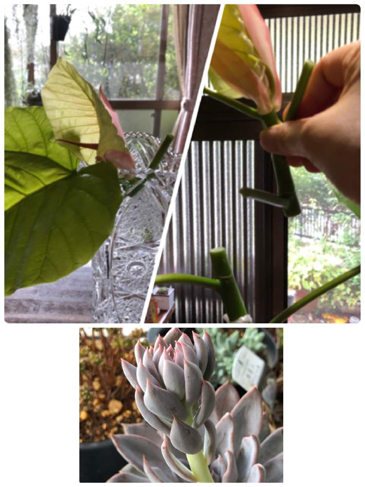 玄関の画像 by アマリリスさん | 玄関とペルレフォンニュルペルグと多肉植物とHTCと根を出してねと観葉植物と植物のある暮らしと枝分かれを願うとキュンキュン倶楽部と思い切ってばっさりととバラと夢CLUBと多肉女子と新芽をカットとキュンキュン乙女倶楽部NO、230と ウンベラータとHTC No247とたにおたくらぶとたにおたくらぶNO134