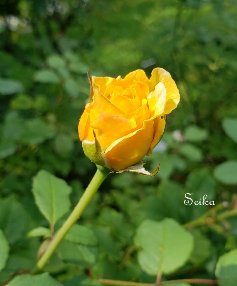 お出かけ先の画像 by seikaさん | お出かけ先と薔薇と軽井沢タリアセンとだいすき♥️とキュンキュン♡と花のある暮らしとかわいいな♡