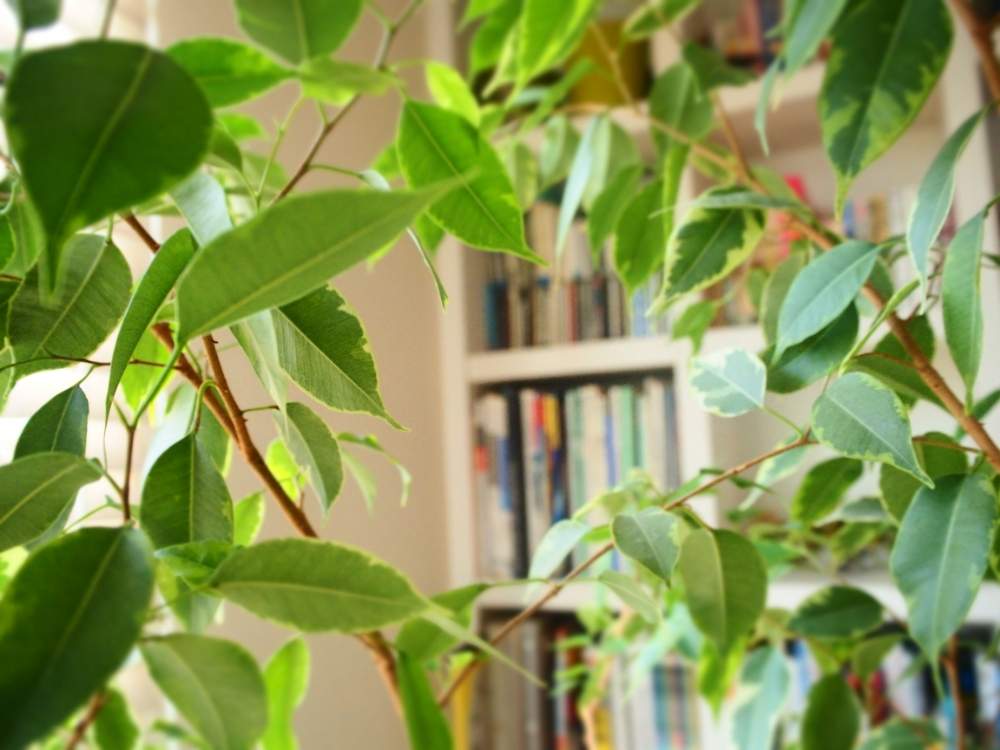部屋の画像 by たまさん | 部屋と観葉植物とふいりの葉っぱと緑ある暮らしとベンジャミン。と斑入り好き♡とグリーングリーン♪と鉢花と斑入り葉っぱと花のある暮らしとgreenと斑入り。とインテリアグリーンとカインズとみどりのある暮らしと葉っぱのある暮らしと滋賀とベンジャミン(班入り)とたまのベンジャミンと優しい色