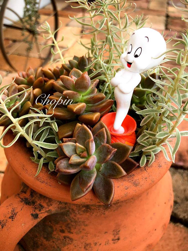 の画像 by Chopin(ショパン)さん | 多肉植物とつるつる可愛いとあばれろ多肉!とブロンズ姫とUSAとアンティークレンガとツルツルと多肉植物寄せ植えとナチュラルガーデンとオバケとフクリンマンネンソウ ”笹姫”と多肉とフィギュアとナチュラルスタイルと夏の終わりと斑入り。と多肉寄せ植えとiPhone撮影と植物とフィギュアとキャスパーとGSコラボ