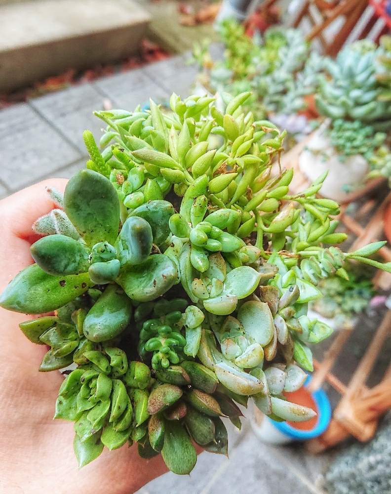 玄関の画像 by みきさん | 玄関と多肉植物の寄植えと多肉中毒と多肉植物とダイソー雑貨とタニパトと多肉大好きとダイソー鉢と自己満足と多肉3年目と玄関でお出迎えとGS映えと多肉植物寄せ植えと植中毒とタニクゴトとタニラーと多肉初心者