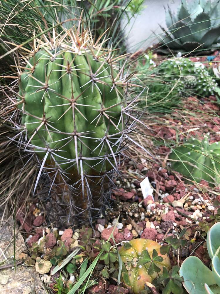 小さな庭の画像 by ちょぶさん | 小さな庭とサボテン科とcactusとサボテンは地植えとボルケーノ地帯と地植え