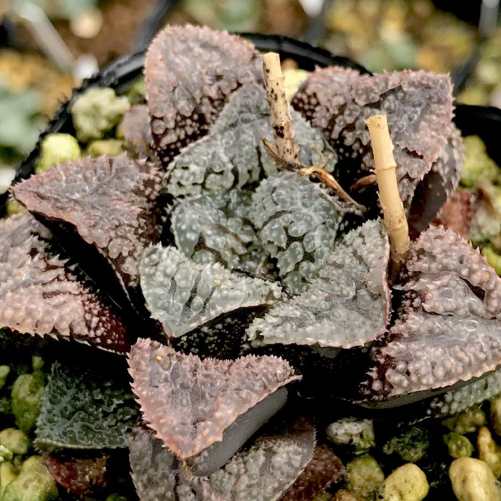 バルコニー/ベランダの画像 by たねさん | バルコニー/ベランダとモルドールとHaworthia mordolと多肉植物と福岡とハオルチア属とHaworthia:ハオルチア/ハオルシアとたねんちのハオ