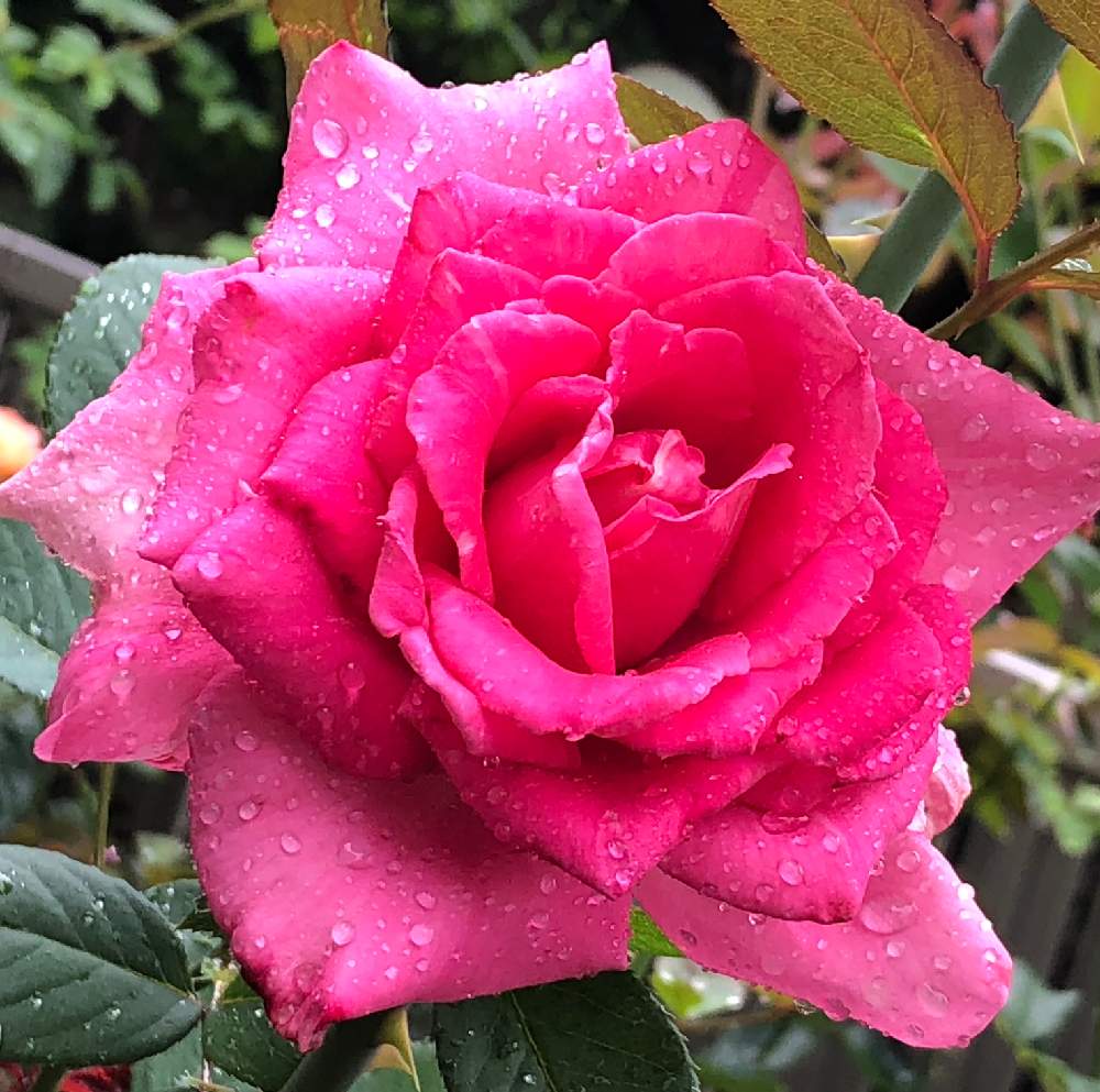 小さな庭の画像 by メグさん | 小さな庭と元気いっぱいとおつかれさまと薔薇愛同盟といつもありがとう♡と癒しと私のこだわりバラとGS日和と頑張ってと森のがっこうと小さな幸せ♡と可愛いと花のある暮らしとお花のある生活と薔薇♪とフラグラント・レディ