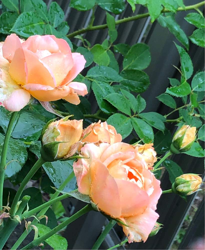 小さな庭の画像 by メグさん | 小さな庭と元気いっぱいとおつかれさまとばら バラ 薔薇と薔薇愛同盟といつもありがとう♡と癒しと私のこだわりバラとGS日和と頑張ってと森のがっこうと小さな幸せ♡と可愛いと花のある暮らしとお花のある生活と薔薇♪と夢バラ