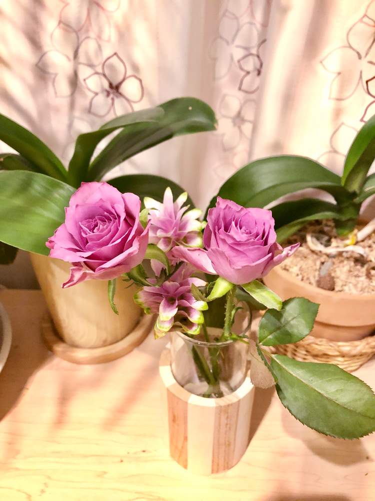 部屋の画像 by えりりんさん | 部屋とクルクマと薔薇と植物オタクと癒しとGS映えと季節の花ときれいと植中毒と花屋と花のある暮らしとかわいいと花は癒やし♡とチーム福岡とやっぱり花が好き♡