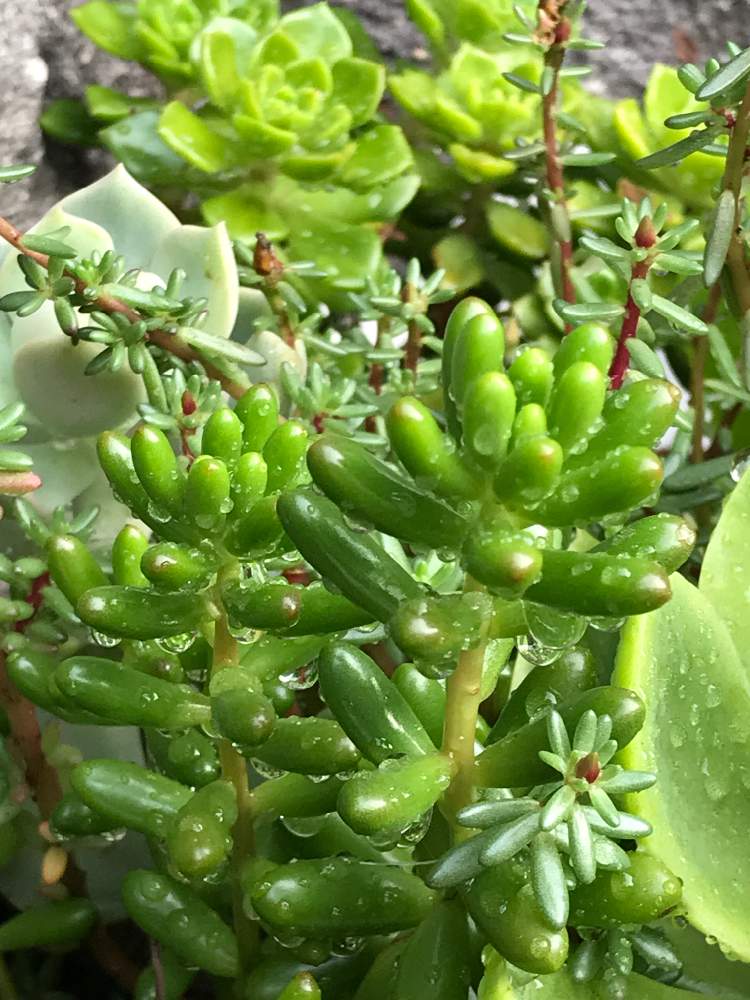 の画像 by すずきさんちさん | 虹の玉と多肉植物とセダム属とつやつやと普及種バンザイ