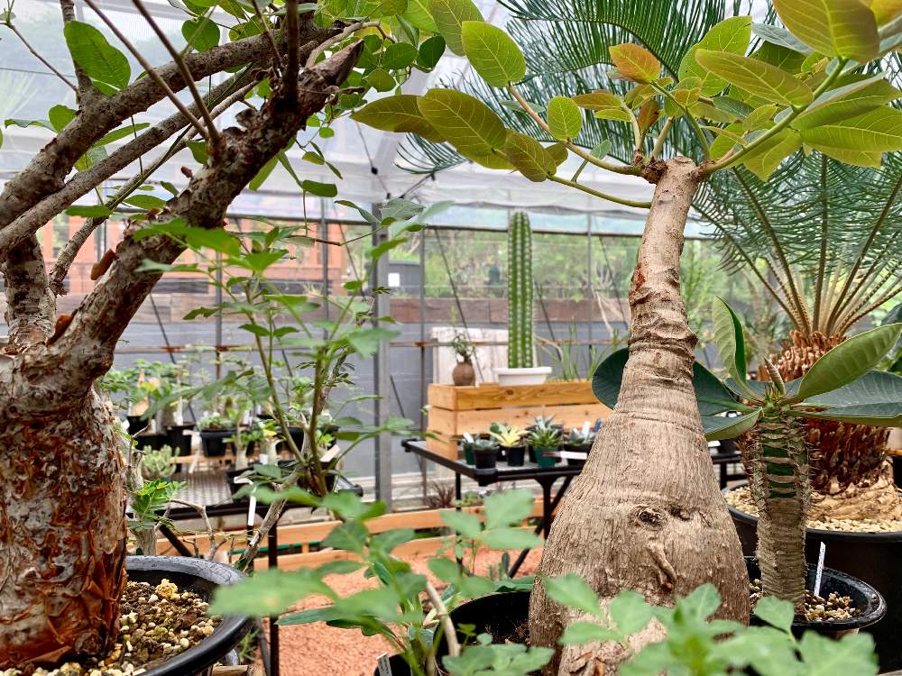 インテリアの画像 by Flower Villageさん | インテリアと多肉植物とパキポディウム属と観葉植物とボタニカルライフと塊根植物のある暮らしとグリーンインテリアとマダガスカルと灌木コーデックスとフィランサス ミラビリスと鷺沼とベランダガーデンとコーデックスと植中毒とフラワービレッジと多肉植物とサボテンと塊根植物とflowervillageとユーフォルビアと夏型塊根植物とインテリアグリーン
