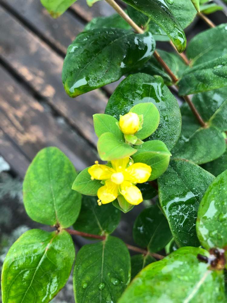 小さな庭の画像 by ❅kei❅さん | 小さな庭とヒペリカムと庭の花と初めての花♡とキレイだな♡と花のある暮らしとかわいいな♡とお花好き