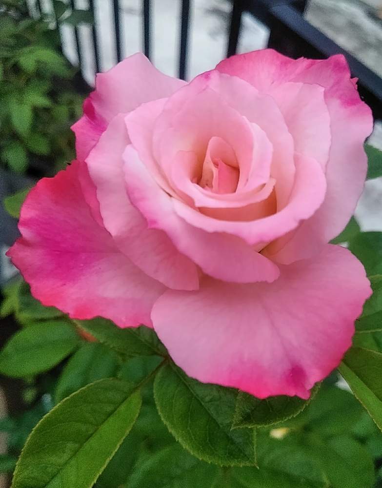 小さな庭の画像 by ROSE オバサンさん | 小さな庭とバラと薔薇と薔薇 ノスタルジー