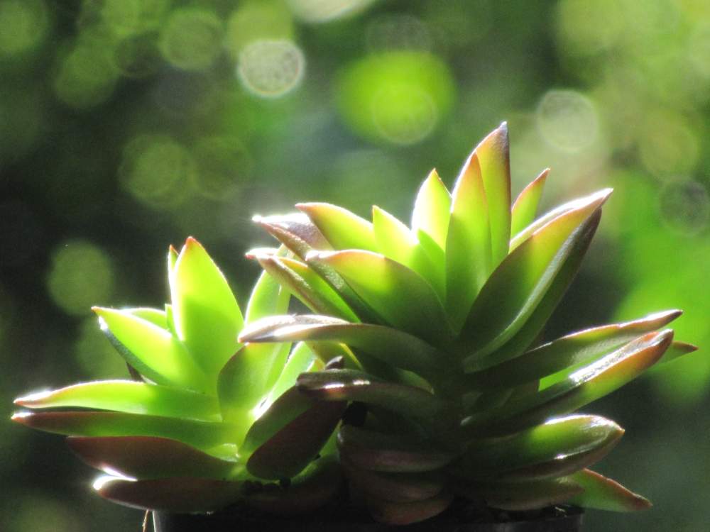 の画像 by サワーポメロさん | 多肉植物と花のある暮らしと皆様に感謝と素敵な庭に✨