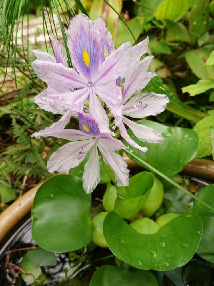 広い庭の画像 by SAkUTOMOさん | 広い庭とホテイソウと水草と植中毒と和風の庭