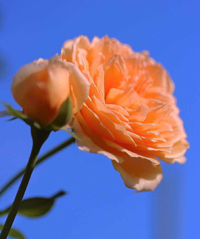 小さな庭の画像 by marrieさん | 小さな庭とクラウンプリンセスマルガリータと薔薇♪と植物男子とばら バラ 薔薇