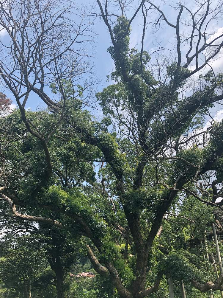 お出かけ先の画像 by *yumi yumi*さん | お出かけ先とクスノキ科とお疲れ様です♡と東北、北海道に光をともんもんチャン♡見守り隊と負けるなもんもんチャンと樟(クスノキ)とかわいいな♡