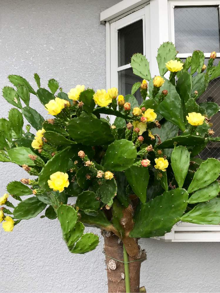 の画像 by やま7さん | カッコいいとおおきいといいなぁ~とお散歩写真とまた来年も咲いてね!ときいろいお花と花のある暮らしとサボテンの花と緑大好き❤と ウチワサボテン