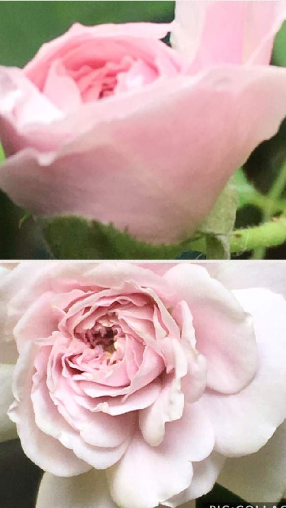 玄関の画像 by 花が好きさん | 玄関と薔薇とレイニーブルーといつも笑顔で〜〜♡とキュンキュン乙女倶楽部とみんなが幸せに〜〜♡と薔薇愛同盟とありがとう♡と涼しげな色合い♡とGSミニモニと花のある世界♡といい感じ♪♪と優しい色合い♡とバラと夢CLUBと小さな庭♡ととても癒される♡とガーデニングと薔薇が好きです♡と花のある暮らしと花が好きです♡♡♡とみんなが健康に〜〜♡
