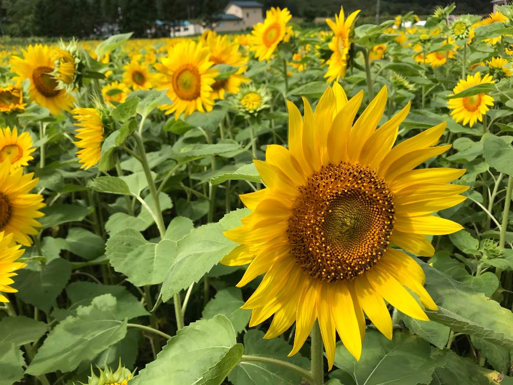 お出かけ先の画像 by kumiさん | お出かけ先とヒマワリとひまわり畑と黄色い花と北海道
