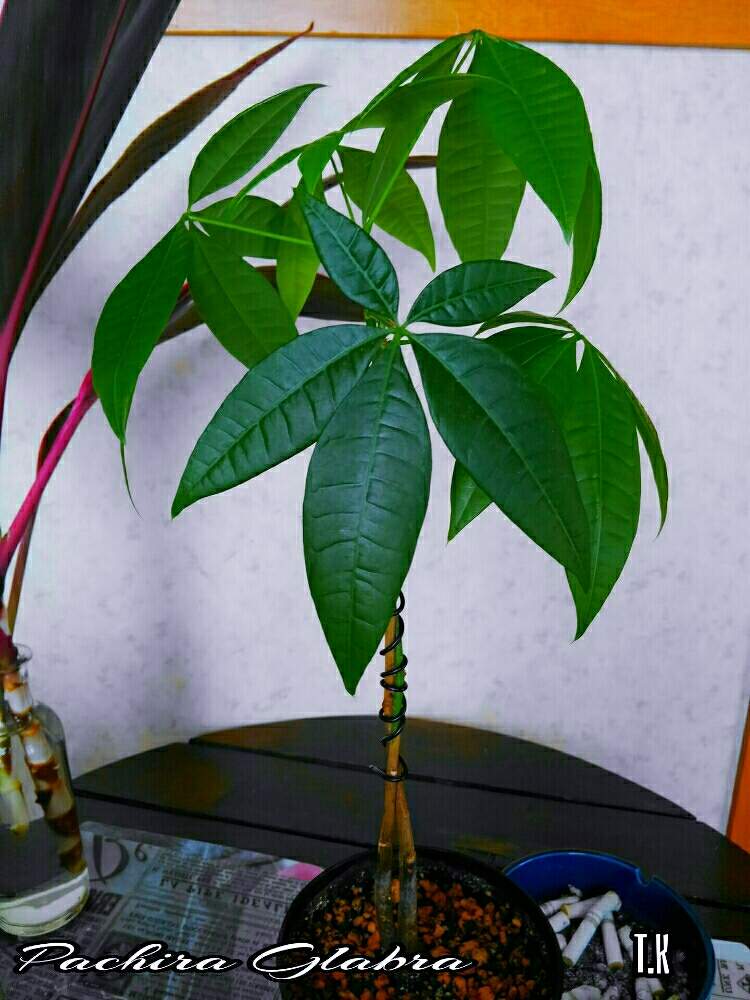 部屋の画像 by T.Kさん | 部屋と観葉植物を楽しむと観葉植物と植物男子と真っ直ぐと パキラとパキラ★