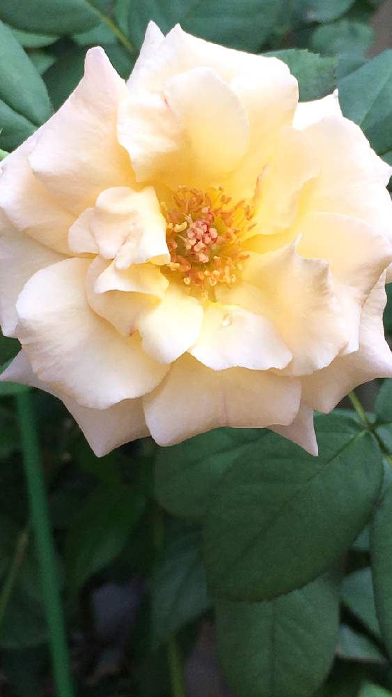 玄関の画像 by 花が好きさん | 玄関と薔薇とアプリコットネクターといつも笑顔で〜〜♡とキュンキュン乙女倶楽部と香りのある花とみんなが幸せに〜〜♡と薔薇愛同盟とありがとう♡とGSミニモニと花のある世界♡といい感じ♪♪と優しい色合い♡とバラと夢CLUBと小さな庭♡ととても癒される♡とビタミンカラーとガーデニングと薔薇が好きです♡と花のある暮らしと花が好きです♡♡♡とみんなが健康に〜〜♡