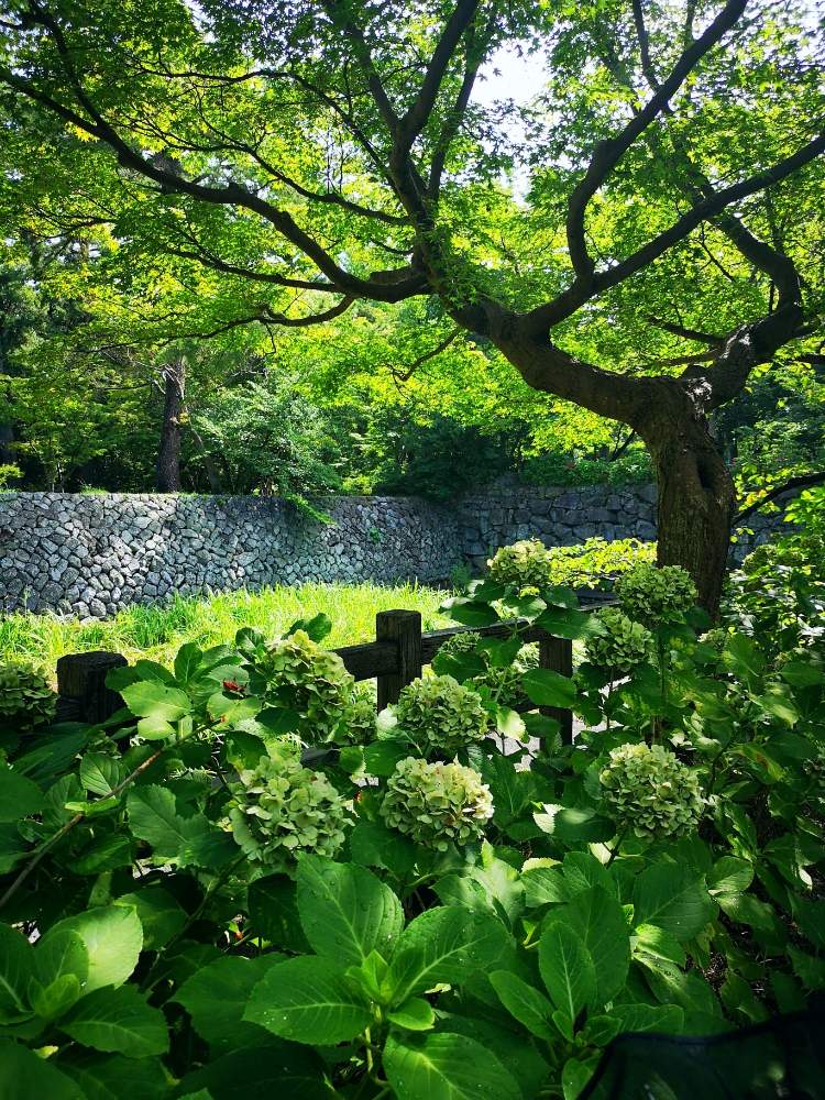 お出かけ先の画像 by eyeさん | お出かけ先と紫陽花 あじさい アジサイと三重支部と三重県とイヌとグリーンと花のある暮らしとGREEN UP!