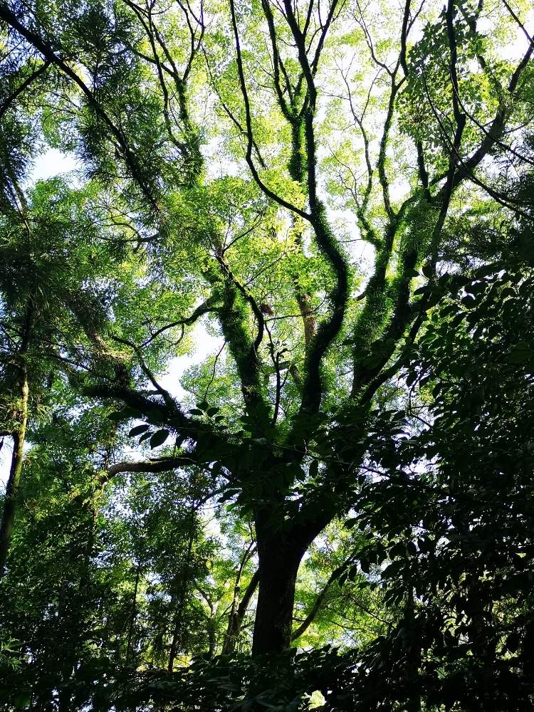 お出かけ先の画像 by eyeさん | お出かけ先と徒長っ子倶楽部と三重支部と三重県と多肉女子とイヌとグリーンと花のある暮らしとGREEN UP!と多肉初心者