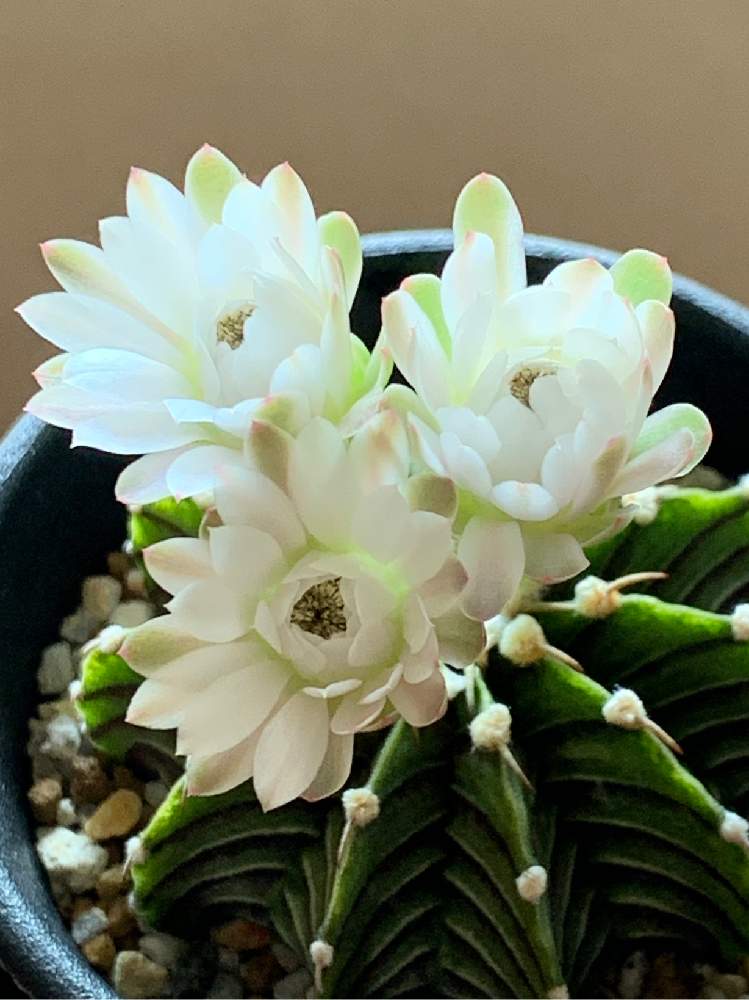 バルコニー/ベランダの画像 by でんきちさん | バルコニー/ベランダとLB2178とGymnocalycium friedrichii LB2178と花のある暮らしとヤフオク産とサボテン女子と 白い花とギムノカリキウム フリードリッヒとギムノカリキウム フリードリッヒ LB2178