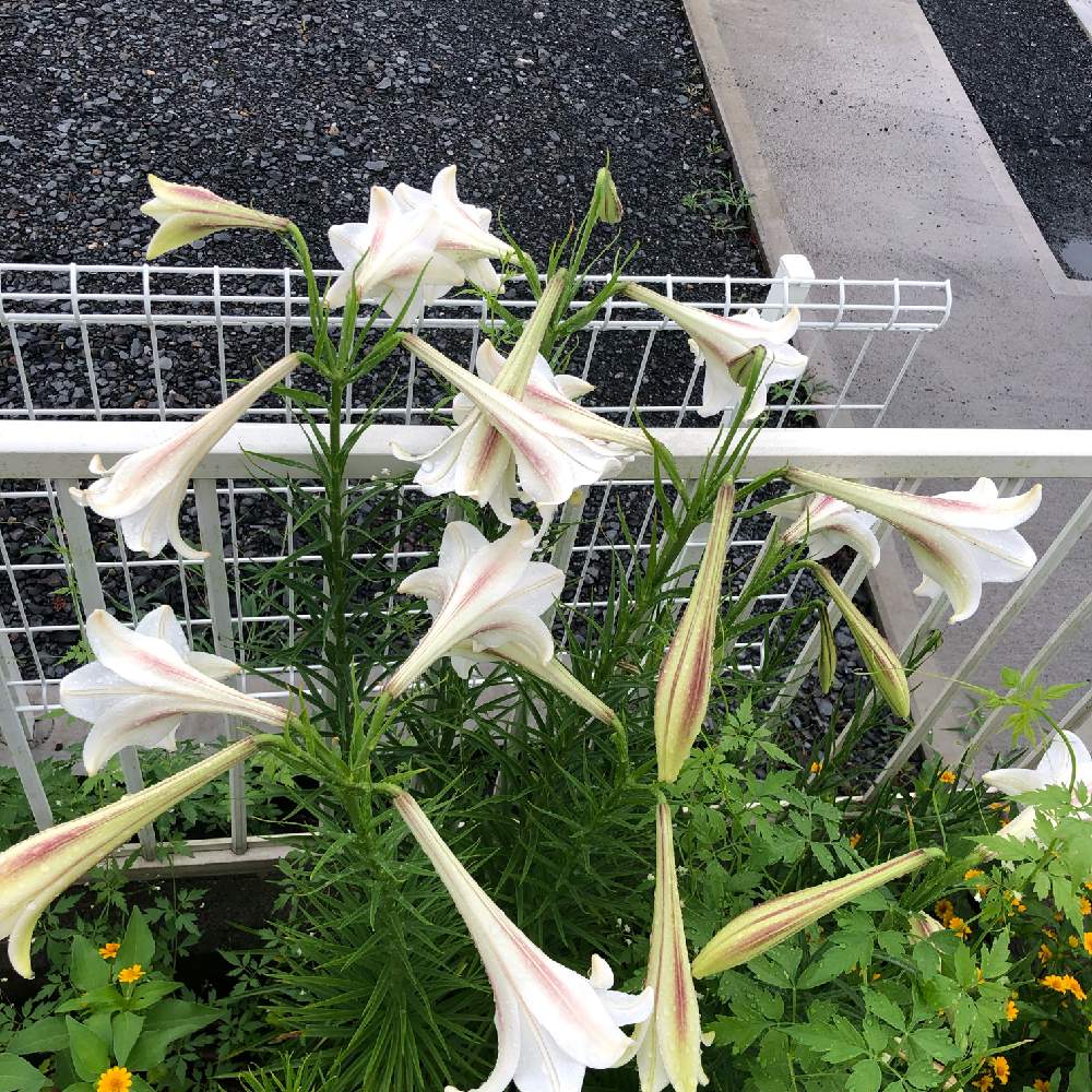 小さな庭の画像 by naruさん | 小さな庭と庭の花と花の写真と可愛い花とタカサゴユリの花と花のある暮らしとユリの花