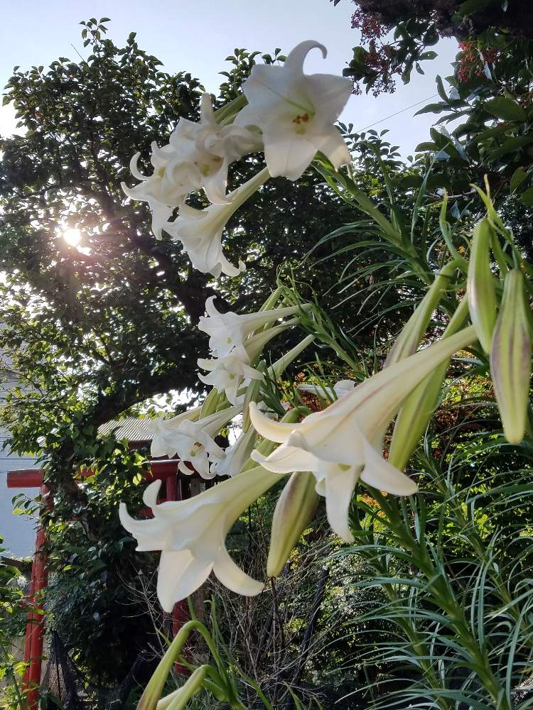 広い庭の画像 by ユーコロさん | 広い庭と池のほとりと庭の手入れと花壇作りとタカサゴユリの花と花のある暮らし