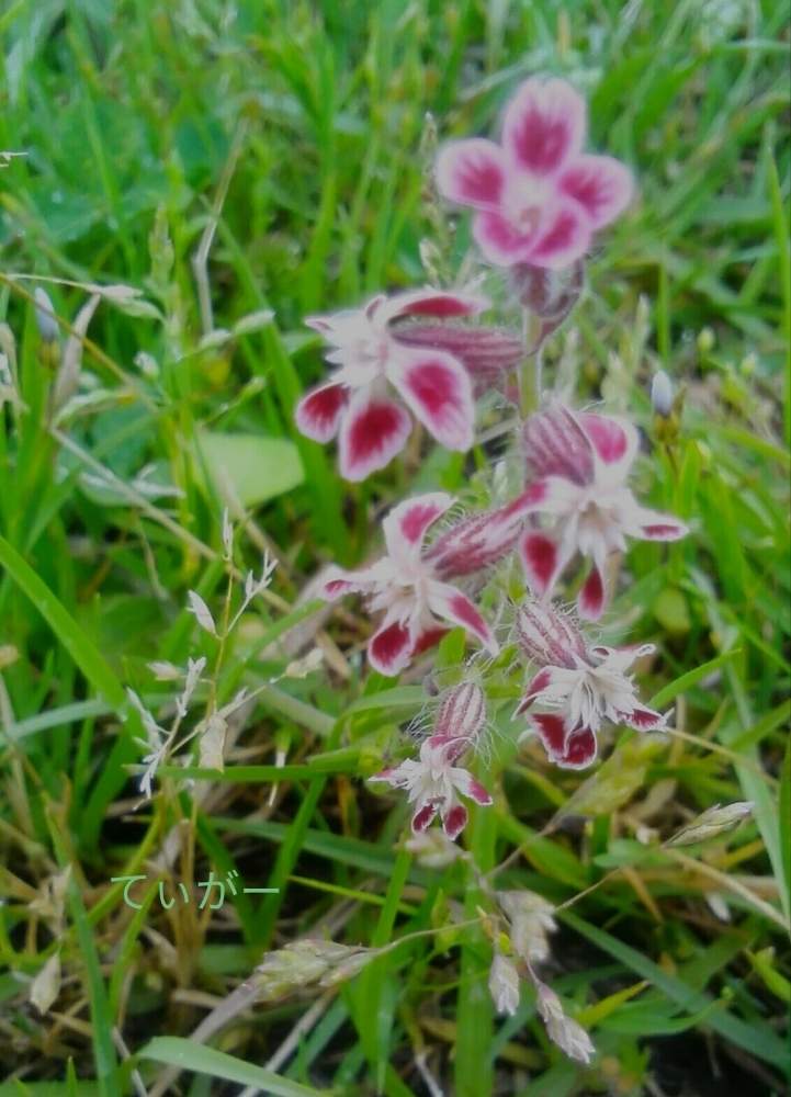 お出かけ先の画像 by ティガーさん | お出かけ先とマンテマと花のある暮らしと植物好きと過去写真よりと接写が好き