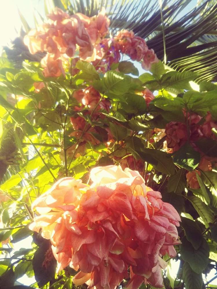 小さな庭の画像 by nicoleさん | 小さな庭と南国植物と沖縄とGS映えとグリーングリーン♪と花のある暮らしとGREEN UP!とGS沖縄支部と コンロンカ