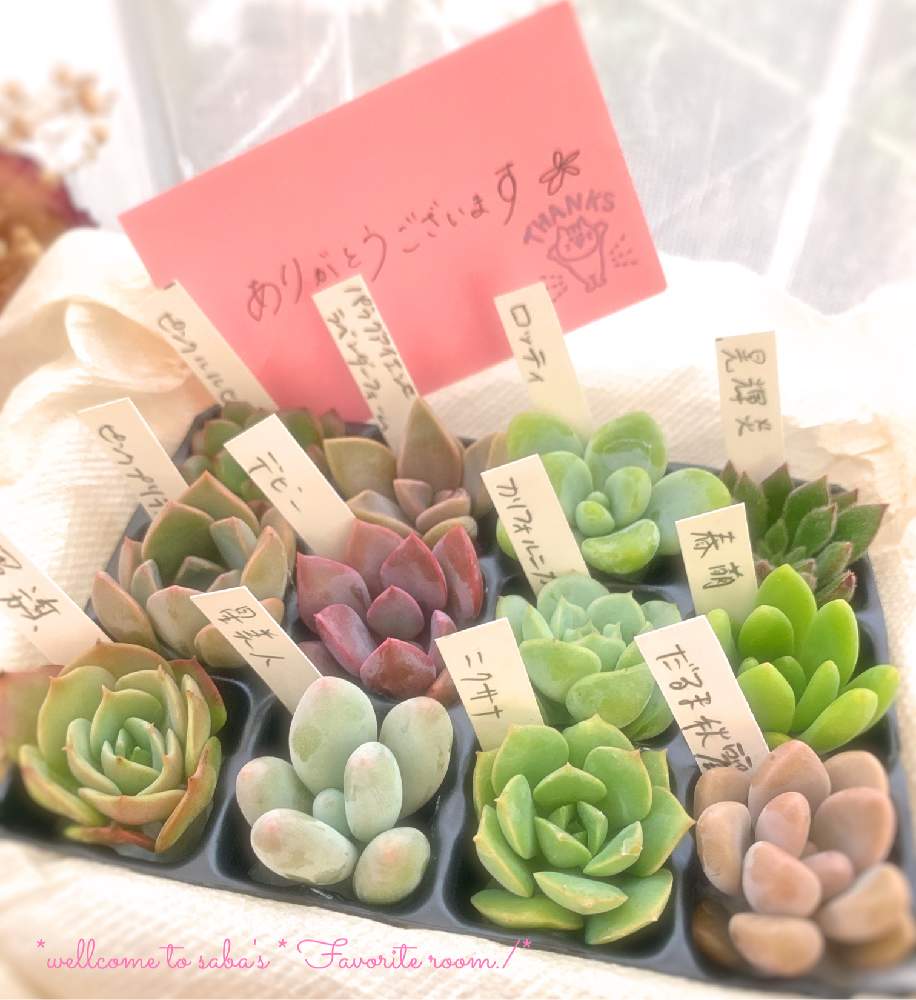 部屋の画像 by さば*さん | 部屋とありがとう❤️とno green no lifeと狩っちゃった☆とGSに感謝。とバラと夢CLUBと多肉女子とタニラーと花のある暮らしとメルカリ多肉