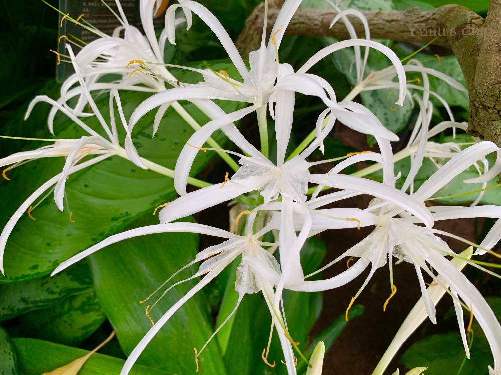 お出かけ先の画像 by Yuuuさん | お出かけ先とハマユウ(浜木綿)と南国の花と南国とokinawaと沖縄と沖縄lifeと夏だ