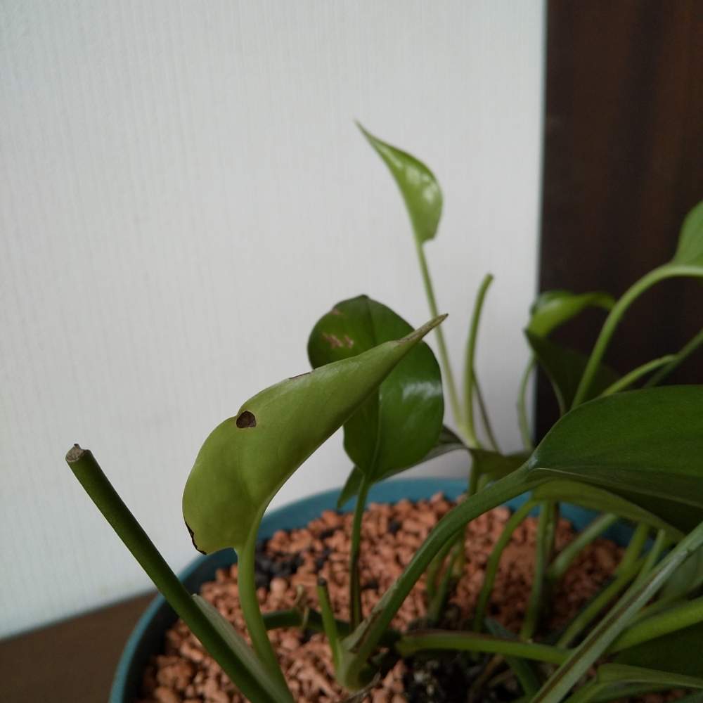 窓辺の画像 by muuufkrさん | 窓辺とポトスとみどりのある暮らしと観葉植物と植物のある暮らしとポトス♪とGS日和と自己流とポトスパーフェクトグリーン。と美しいと成長記録と観葉植物がスキ