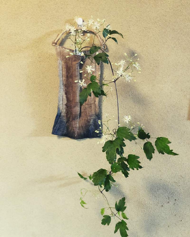 玄関の画像 by りりーさん | 玄関と道端の花と道端の木と散歩道と花のある暮らしと道端と生け花