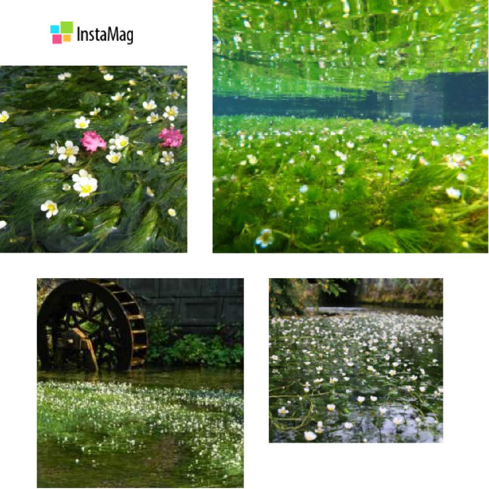 の画像 by サボワさん | 梅花藻とバイカモ(梅花藻)とキラキラ光ると生活に草花と可愛いお花と映えスポットと水中花と観に行きたいと緑のある暮らしと眩しい季節と溢れる緑と映え旅行と植物イキイキと花のある暮らしと葉の美しい植物と緑のある生活と行きたい場所