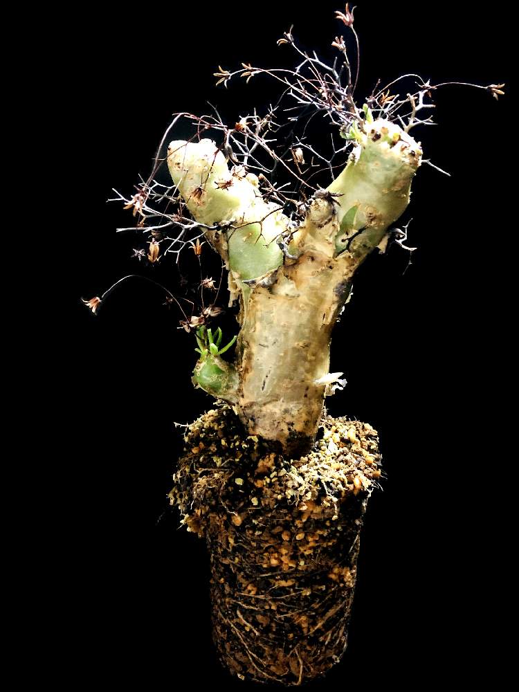 の画像 by good_guyさん | Tylecodon reticulatus と多肉植物とEuphorbiaとcactusとtylecodonとサルコカウロン属とフィランサス ミラビリスとユーベルマニア ペクチニフェラとCerariaとCaudexとデカリア・マダガスカリエンシスと多肉女子と塊根植物と珍奇植物とPachypodiumとagaveとOperculicaryaとGREEN UP!とCopiapoaと亀甲竜。とsucculent
