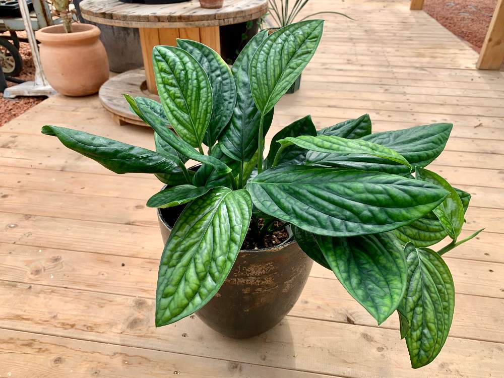 インテリアの画像 by Flower Villageさん | インテリアとモンステラ属と観葉植物とボタニカルライフとグリーンインテリアとインテリアと植物とナチュラルガーデンとジェイドシャトルコックと鷺沼とベランダガーデンと植中毒とモンステラジェイドシャトルコック。とナチュラルとフラワービレッジと観葉植物のある暮らしとナチュラルスタイルと葉脈フェチとflowervillageと葉っぱアートとインテリアグリーン