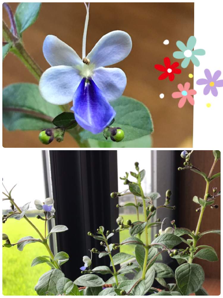 窓辺の画像 by みーみさん | 窓辺とクレロデンドルム・ブルーウィングと鉢植えと花のある暮らしとかわいい♡(*´・ω・)(・ω・`*)♡と青い蝶々と㊗️100pic