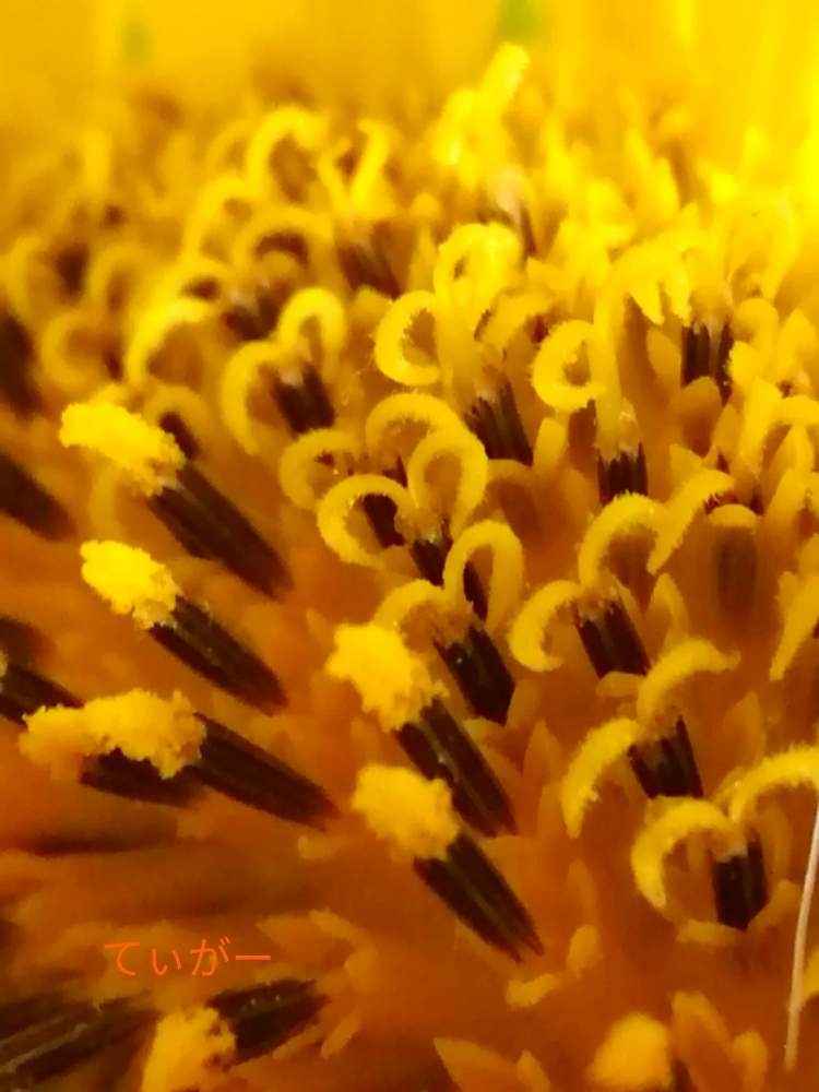 キッチンの画像 by ティガーさん | キッチンとヒマワリと向日葵と変わった形が好きと接写が好きと植物好きと花のある暮らしと蕊が面白いのとくるりん
