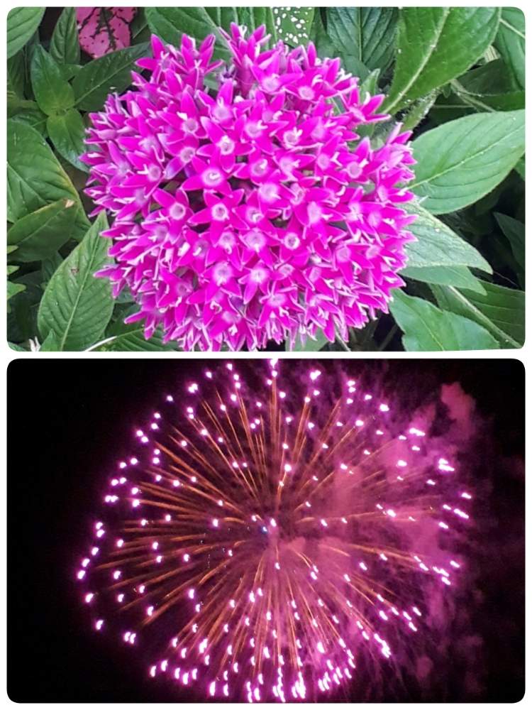 小さな庭の画像 by miiさん | 小さな庭とペンタスと花火、と植中毒とおでかけ先と花のある暮らしとうどん県人会
